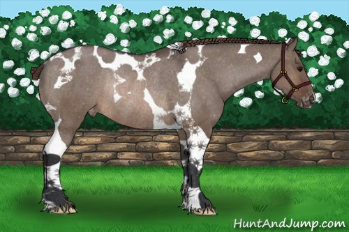 Horse Color:Brown Dun Tobiano Varnish Rabicano