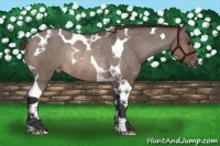 Horse Color:Brown Dun Tobiano Varnish Rabicano 
