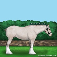 Horse Color:White Spotted Classic Champagne Appaloosa 