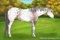 Horse Color:White Spotted Bay Appaloosa Rabicano