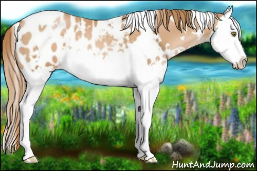Horse Color:White Spotted Chestnut Pearl Splash Blanket 