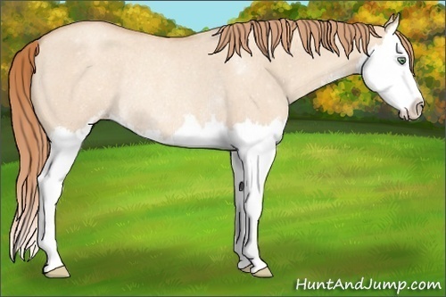 Horse Color:Gold Champagne Roan Dun Sabino Splash Rabicano