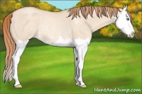 Horse Color:Gold Champagne Roan Dun Sabino Splash Rabicano