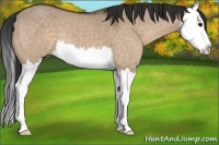 Horse Color:Brown Dun Splash