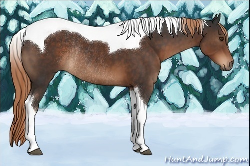 Horse Color:Liver Chestnut Tobiano Rabicano 