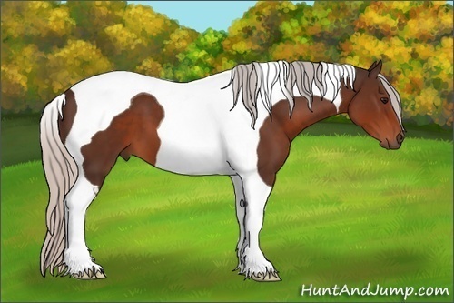 Horse Color:Silver Brown Tobiano 