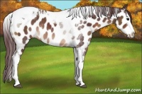 Horse Color:Chocolate Brown Splash Tobiano Near Leopard Rabicano 