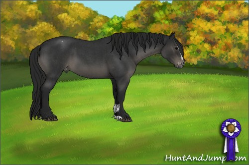 Horse Color:Gray Blue Roan Sabino Varnish