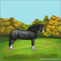 Horse Color:Black Sabino