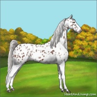 Horse Color:White Spotted Silver Brown Appaloosa 
