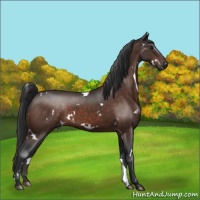 Horse Color:White Spotted Brown 