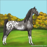 Horse Color:White Spotted Grullo Mushroom Sabino Blanket 