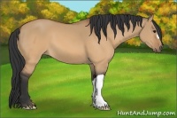 Horse Color:Bay Dun