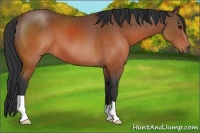 Horse Color:Brown 