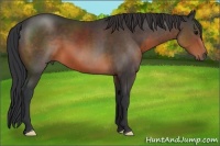 Horse Color:Brown 