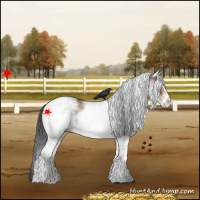 Horse Color:White Spotted Bay Appaloosa 
