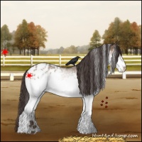 Horse Color:White Spotted Bay Dun Appaloosa
