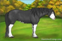 Horse Color:Blue Roan Splash 