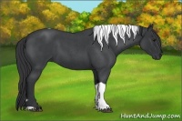 Horse Color:Blue Roan Tobiano 