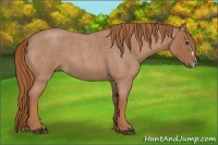 Horse Color:Red Roan Splash Frame