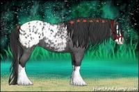 Horse Color:Blue Roan Splash Appaloosa