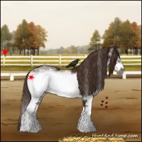Horse Color:White Spotted Liver Chestnut Splash Frame 