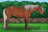 Horse Color:Silver Bay 