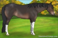 Horse Color:Brown 