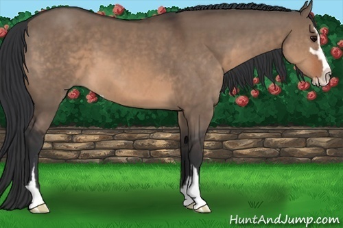 Horse Color:Brown Dun Sabino