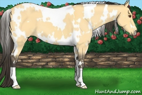 Horse Color:White Spotted Buckskin Dun 