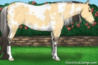 Horse Color:White Spotted Buckskin Dun 