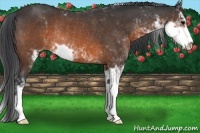 Horse Color:Brown Sabino Rabicano 