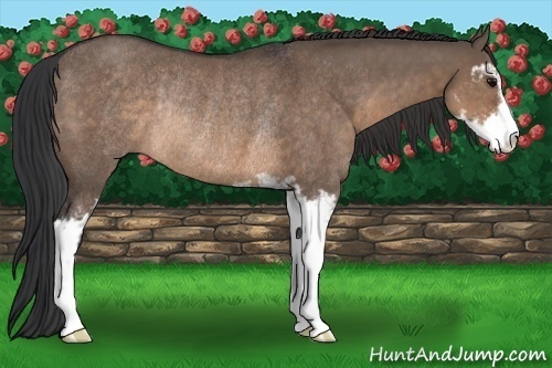 Horse Color:Brown Dun Sabino Rabicano 