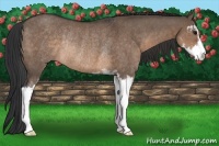 Horse Color:Brown Dun Sabino Rabicano 
