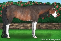 Horse Color:Brown Sabino Rabicano 