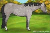 Horse Color:Grullo Roan Sabino