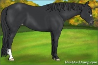 Horse Color:Black Appaloosa 