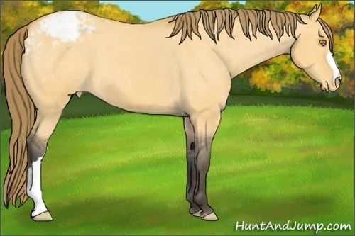 Horse Color:Buckskin Dun Appaloosa 