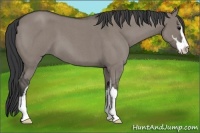 Horse Color:Grullo Roan Sabino 