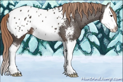 Horse Color:Liver Chestnut Sabino Splash Blanket