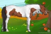 Horse Color:Bay Tobiano