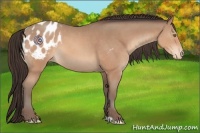 Horse Color:Sable Champagne Sabino Appaloosa