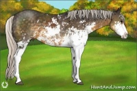Horse Color:Silver Smoky Black Sabino 