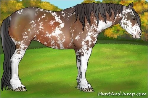 Horse Color:Bay Sabino 