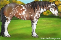 Horse Color:Bay Sabino 