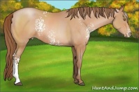 Horse Color:White Spotted Bay Pearl Sabino