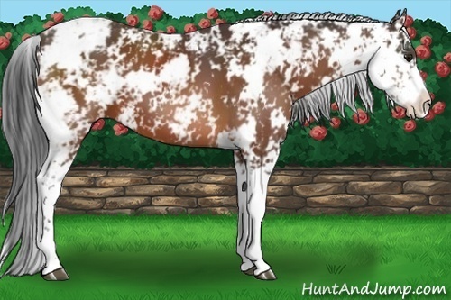 Horse Color:Bay Sabino 