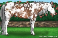 Horse Color:Bay Sabino 