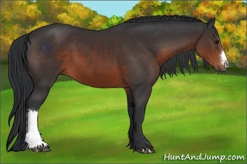 Horse Color:Brown 
