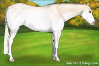 Horse Color:White Spotted Silver Bay Dun Sabino Splash